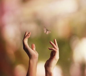 butterfly is free
